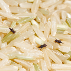Rice Weevils