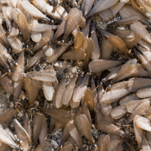 Termite Control Margate, FL