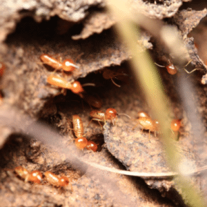 Termite control Plantation, FL