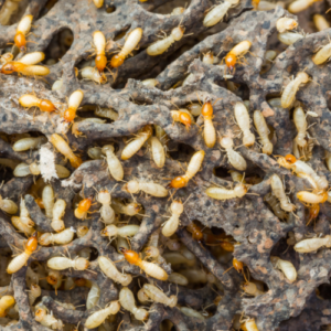 formosan termites
