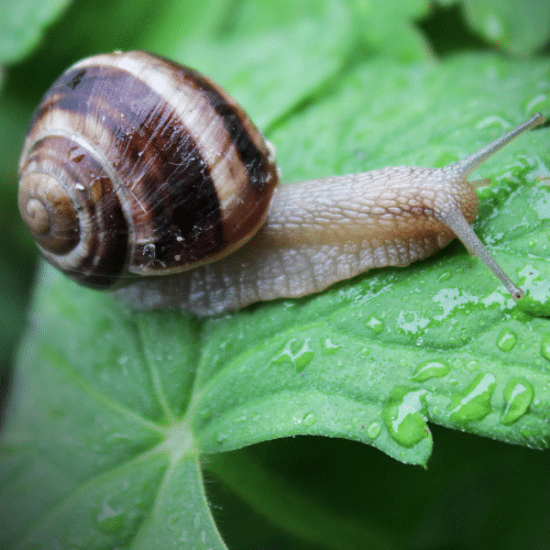 10 Tactics to Banish Snails