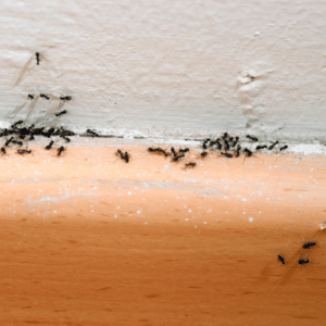 Ant Control Boca Raton