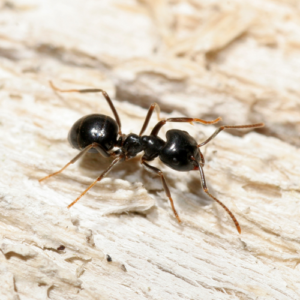 Ant Control Fort Lauderdale