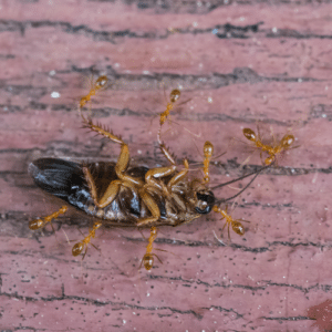 Ant and Cockroach Control Hollywood, FL