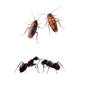Ant and Cockroach Control Wilton Manors