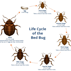 _Bed Bug Myths 3