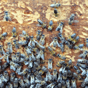 Bee Control Boca Raton