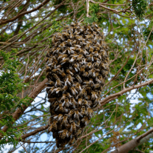 Bee Control Pompano Beach