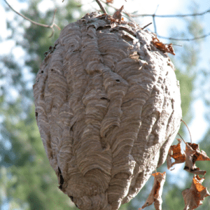 Bee Hive Control Manalapan Fl