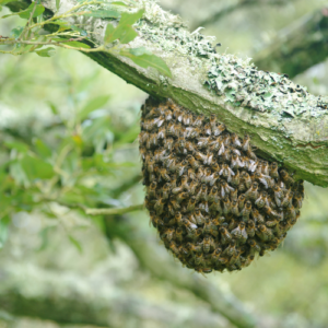 Bee Hive Control Wellington