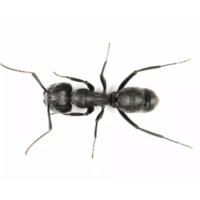 Carpenter Ant