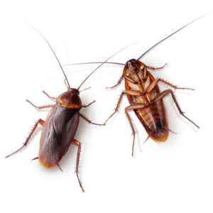 Cockroach Control Manalapan Fl
