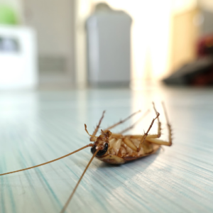 Cockroach Control Wellington
