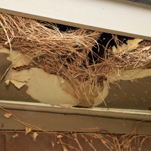 Dealing with Unexpected Pest Nests