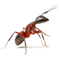 Fire Ant