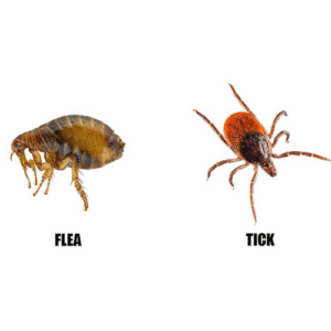 Flea and Tick Control West Palm Beach