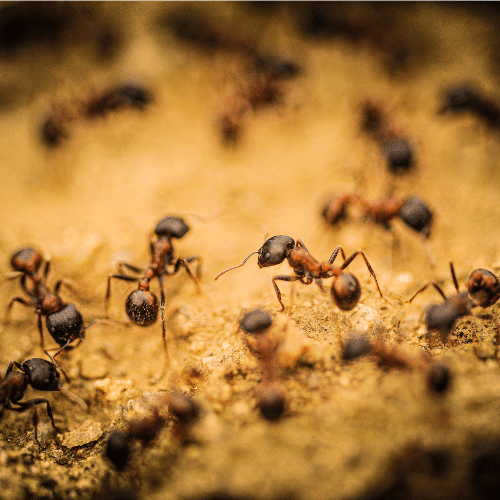 Identifying Different Types of Ants