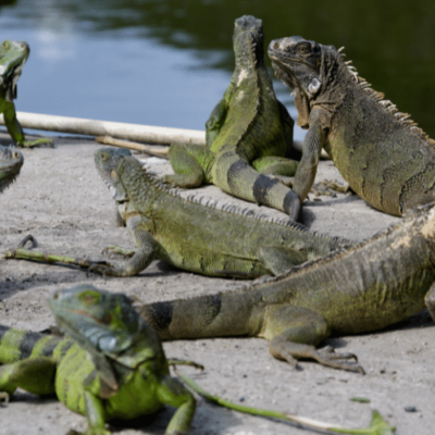 Iguana Control Sunrise