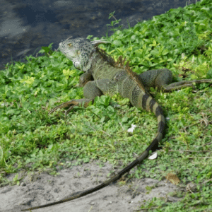 Iguana Control West Palm Beach