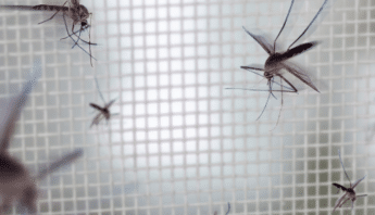 Keep Pets Mosquito-Free