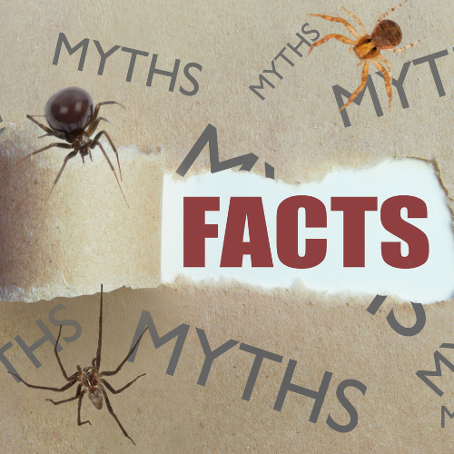 Misunderstood Spider Facts