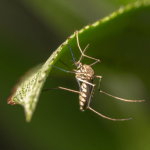 Mosquito Control Boca Raton