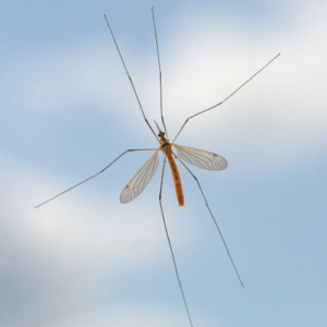 Mosquito Control Lake Worth FL