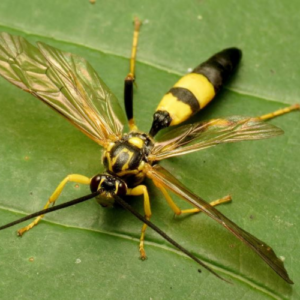 Parasitic wasps