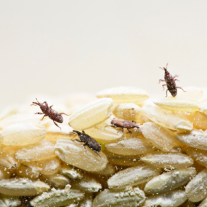Rice Weevils Control Delray Beach