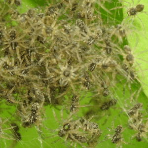 Spider Control Boca Raton