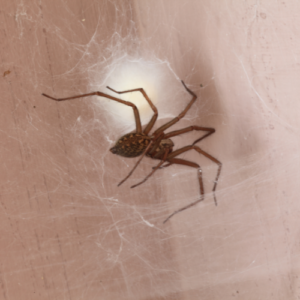 Spider Control Lake Worth FL