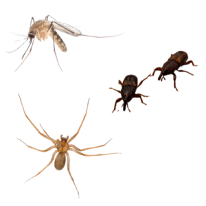 Spider, Mosquito, Rice Weevil Control Sunrise