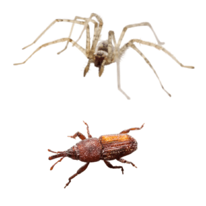 Spider and Rice Weevil Control Wilton Manors