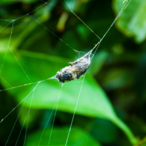 Spiders' Hidden Benefits