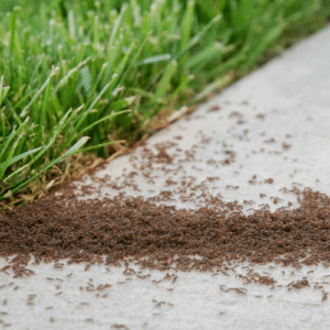 Summer Pest Risks