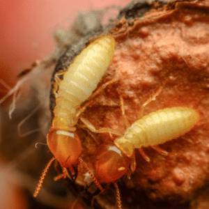 Termite Control Boca Raton