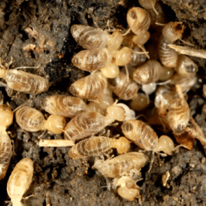 Termite Control Deerfield Beach