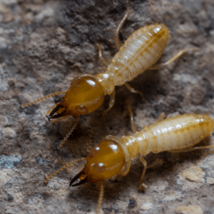 Termite Control Manalapan Fl