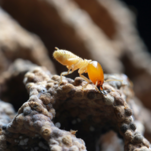 Termite Control Wellington