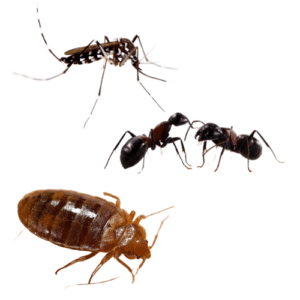 Ants, Bed Bugs, and Mosquitoes
