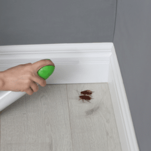 Apartment Pest Solutions