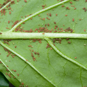 Aphid Control Tips