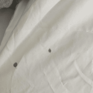 Bed Bug Blood Stains