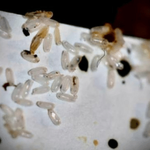 Bed Bug Shed Skins and Eggs