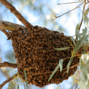 Bee Control Boca Del Mar