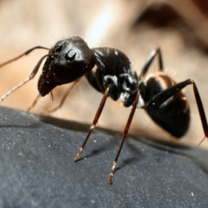 Carpenter Ant Prevention Made Easy