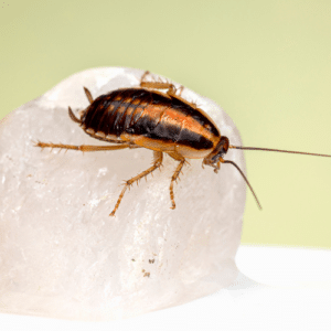 Cockroach Control Boca Del Mar