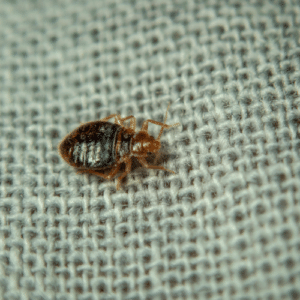 Combat Bed Bugs Effectively