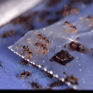 DIY Ant Bait Recipes