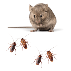 Dealing with Rodents and Cockroaches